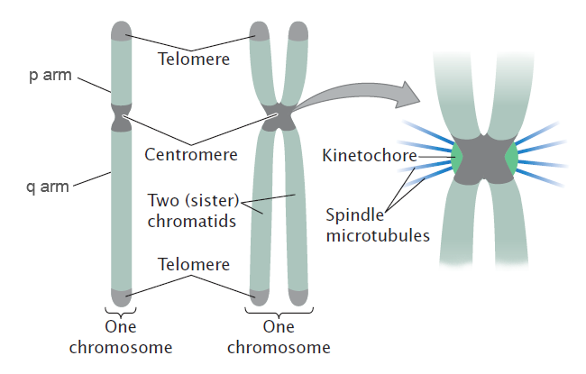 kromosoms