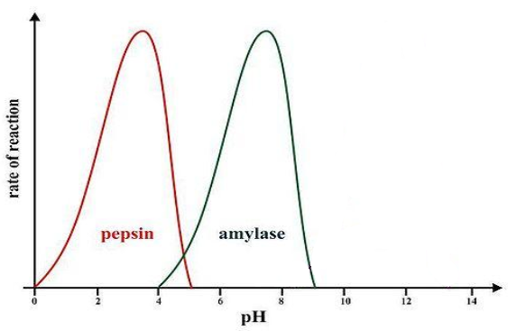 pepsin amilase pH