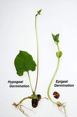 Phaseolus epigeal and hypogeal germination~txt