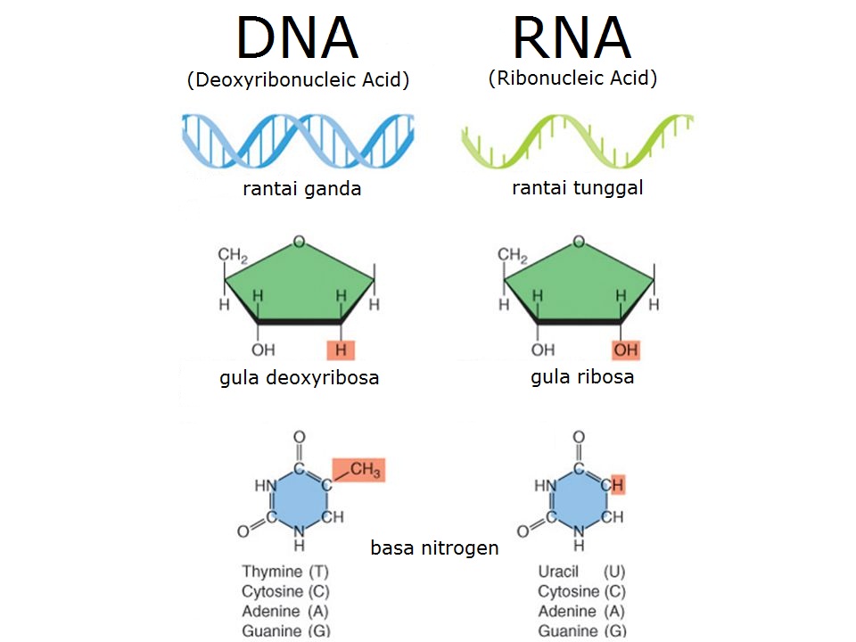 RNAvsDNA2